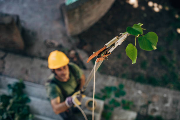 How Our Tree Care Process Works  in  Montgomery, PA