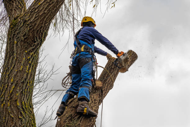 Tree and Shrub Care in Montgomery, PA