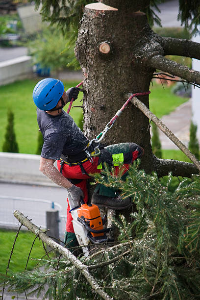 Professional  Tree Services in Montgomery, PA